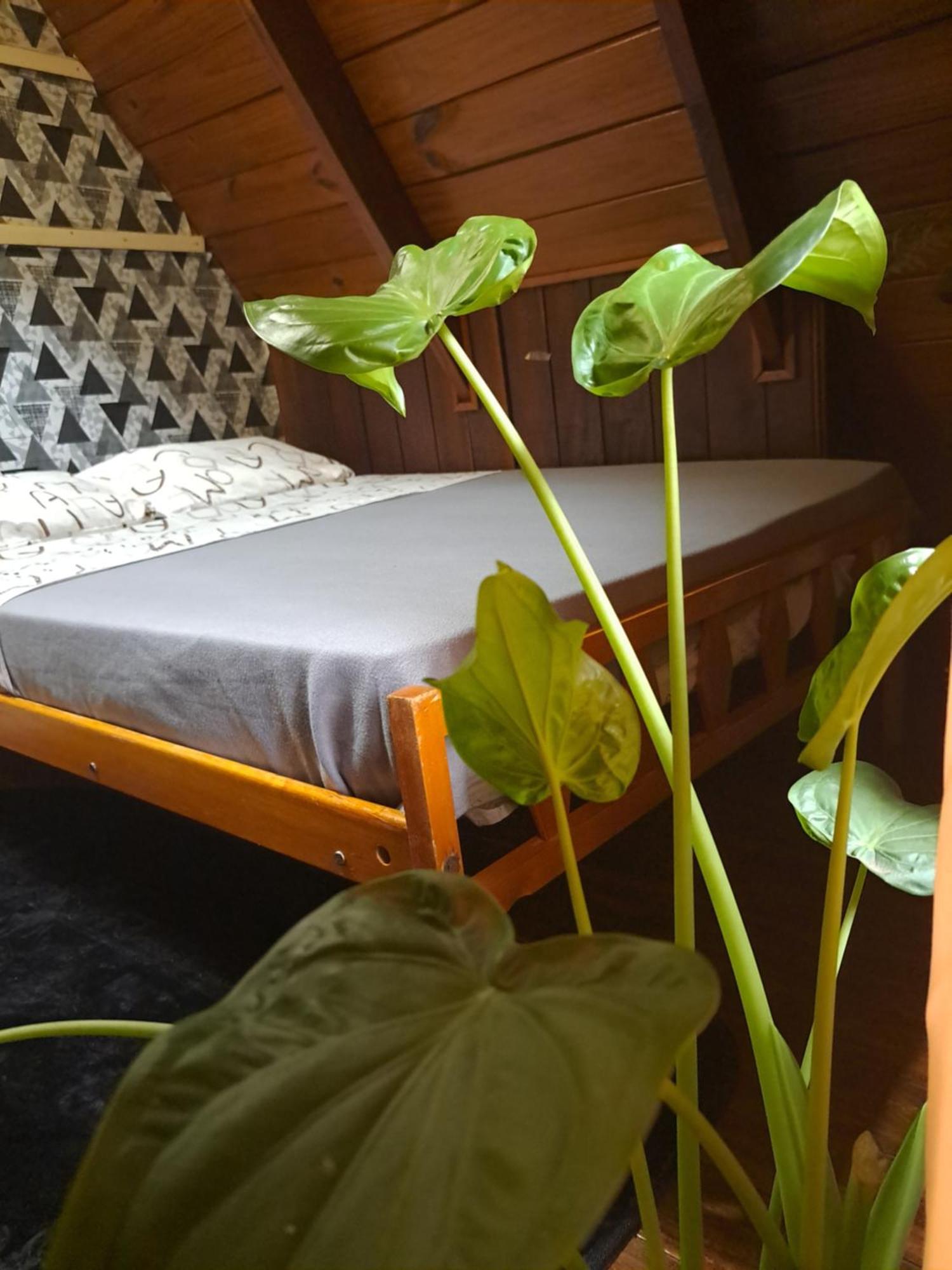 Bungalow Hostel Iguazu بويرتو إجوازو المظهر الخارجي الصورة